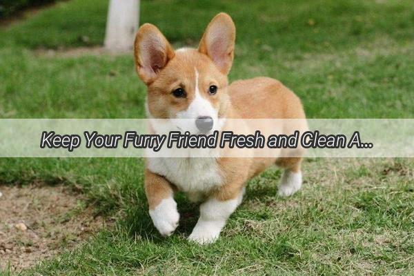 Keep Your Furry Friend Fresh and Clean A Comprehensive Guide to Regular Dog Disinfection